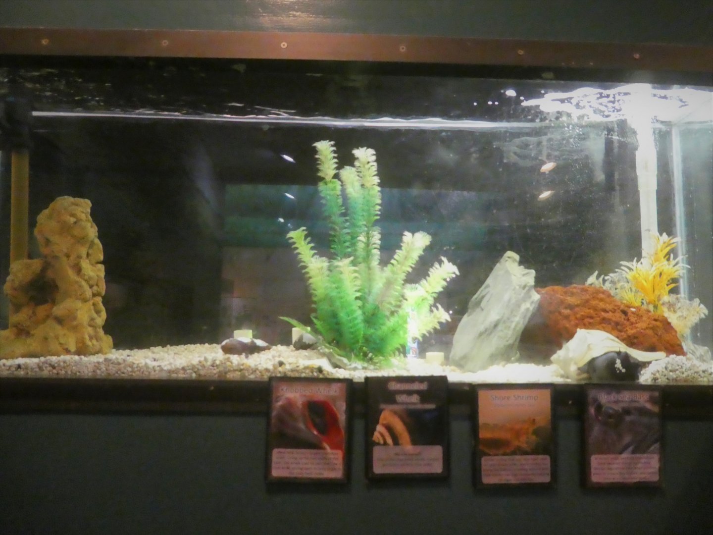 Secrets of the Saltmarsh - Whelk, Shrimp, Sea Bass Tank