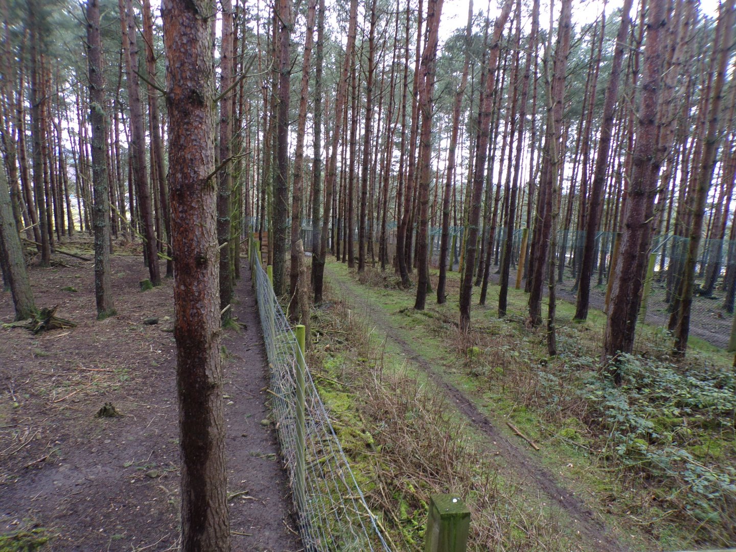 Section between forest reindeer and Eurasian wolf enclosure 5.4.24