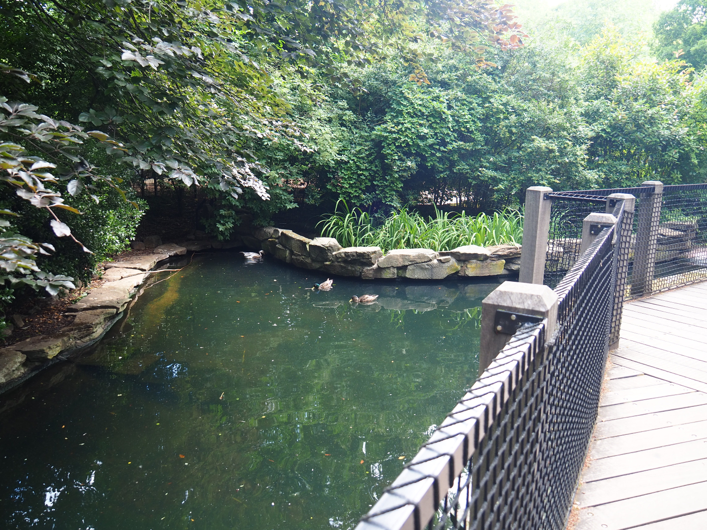Section of bar-headed goose exhibit left of visitor bridge - Formerly the nutria exhibit, 2020-06-28