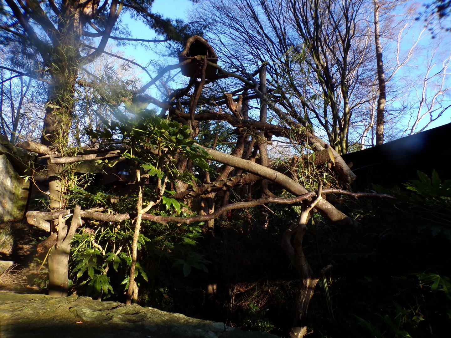 Section of red panda enclosure 1.1.24