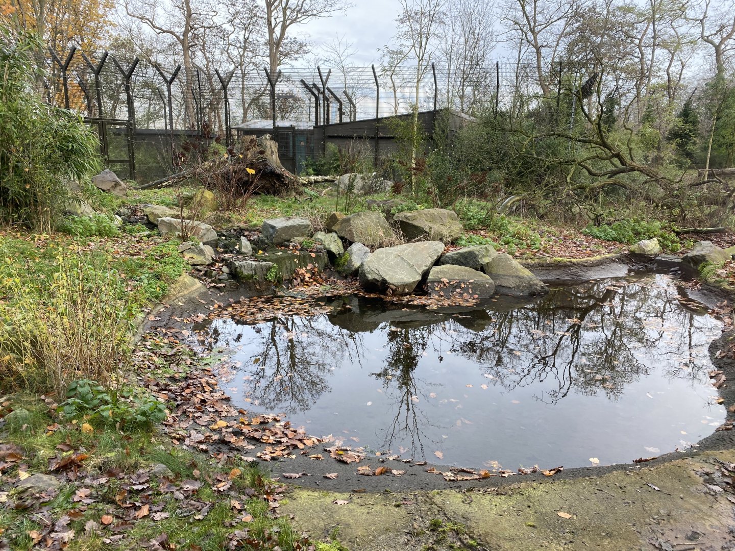 Section of Siberian tiger enclosure 011219