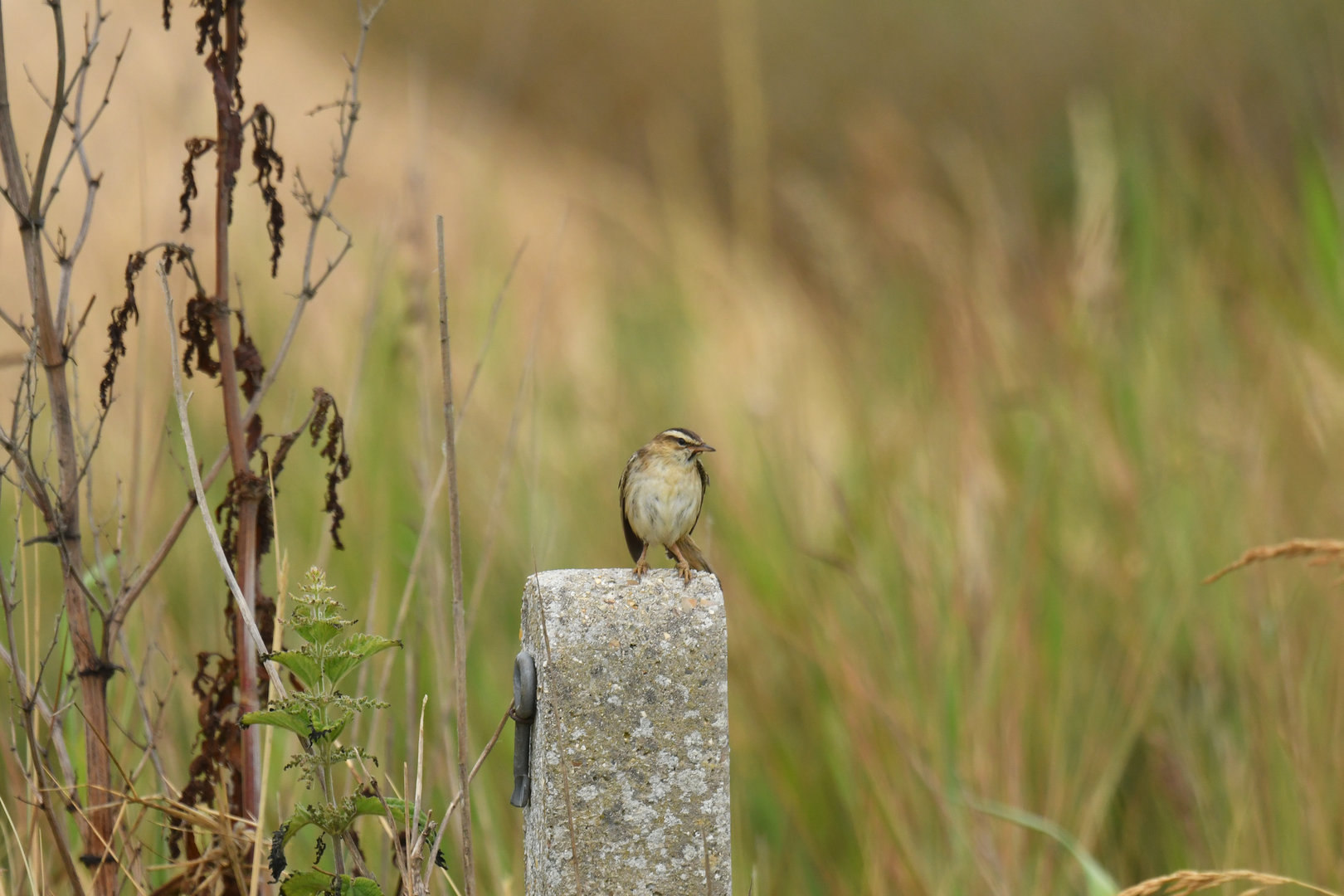 Sedge Warbler Acrocephalus schoenobaenus