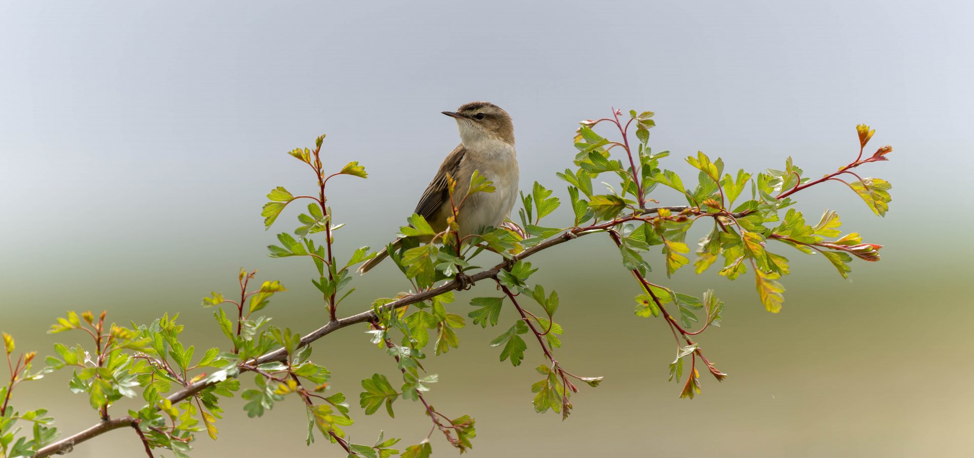 Sedge warbler, wild, UK