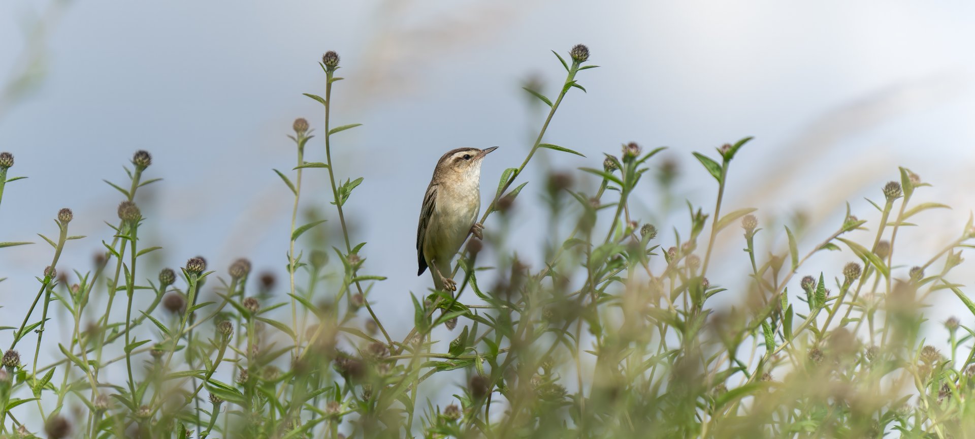 Sedge warbler, wild, UK