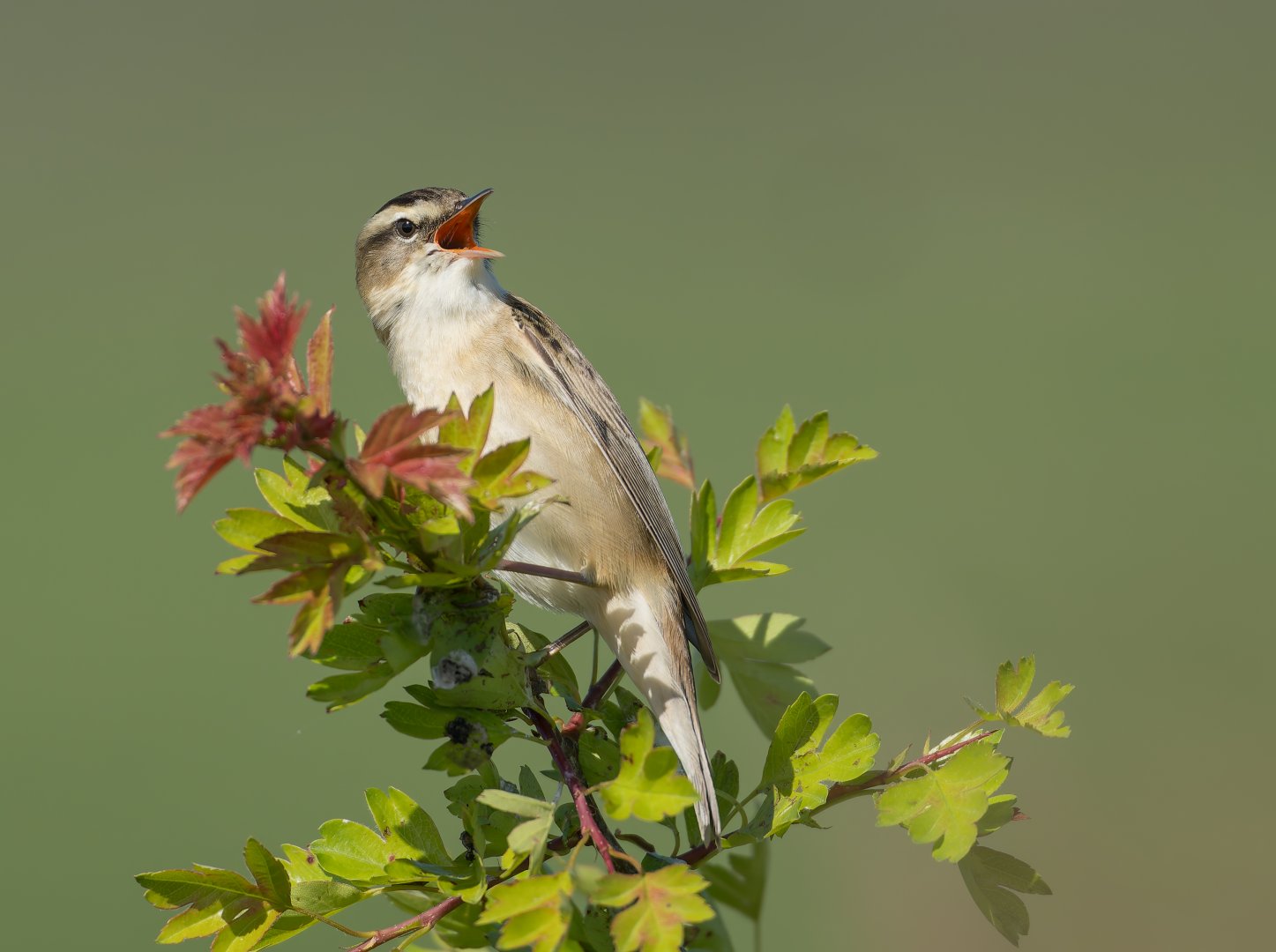 Sedge Warbler (wild) UK