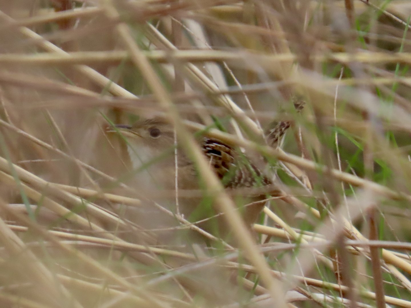 Sedge Wren (Cistothorus stellaris)