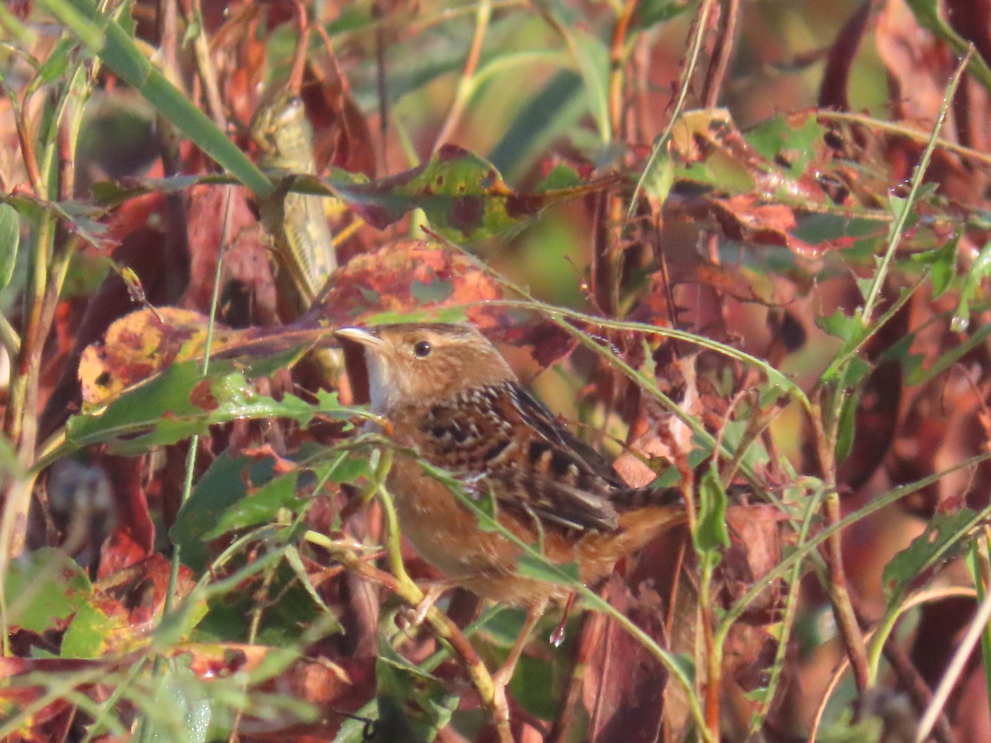 Sedge Wren (Cistothorus stellaris)