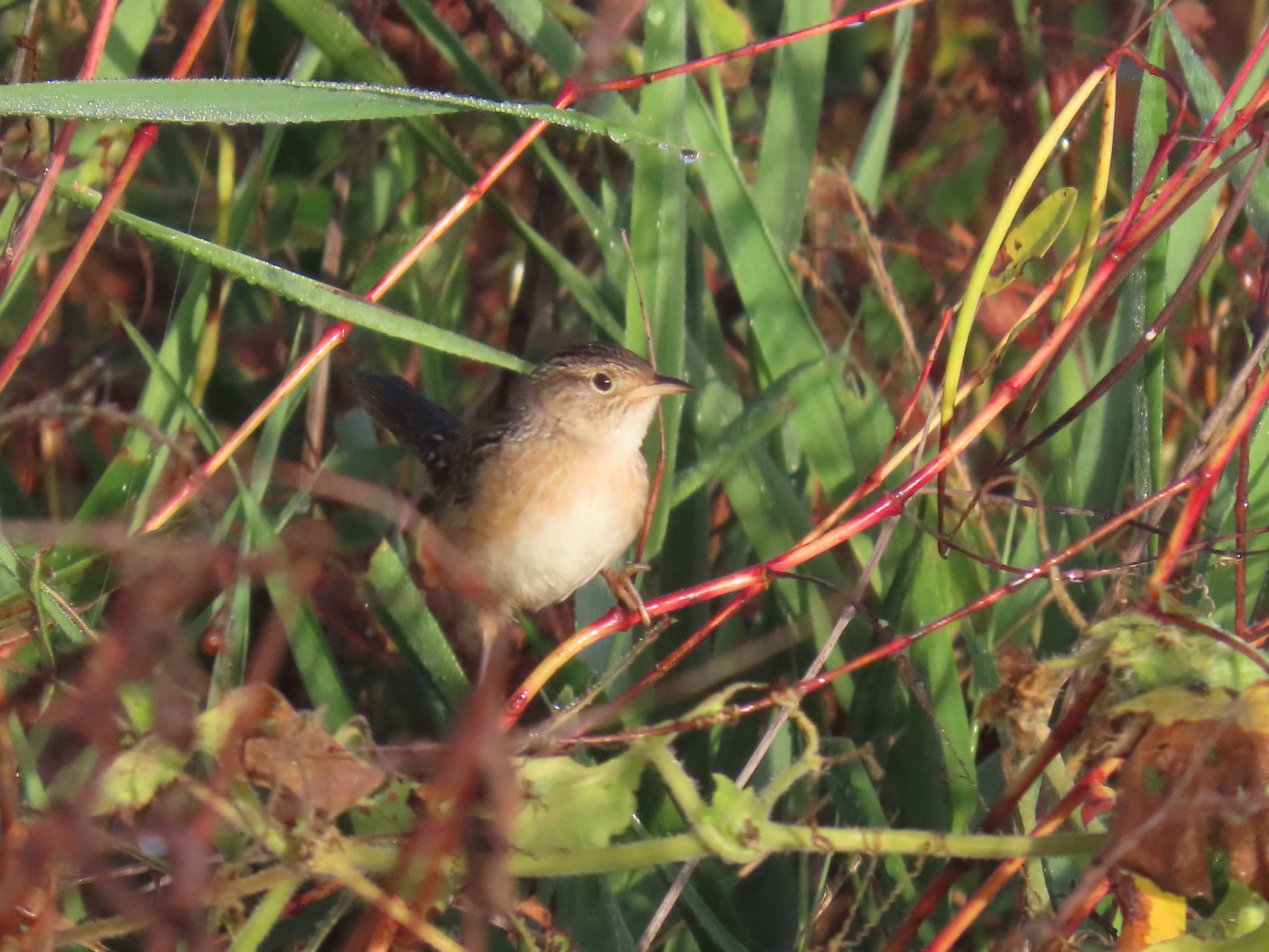 Sedge Wren (Cistothorus stellaris)