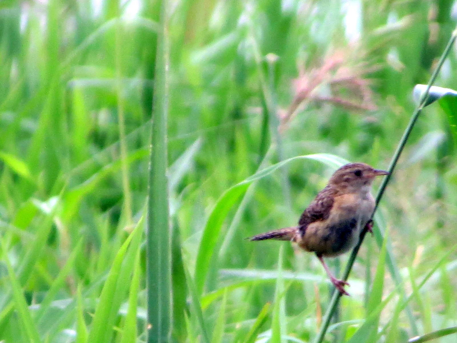 Sedge Wren