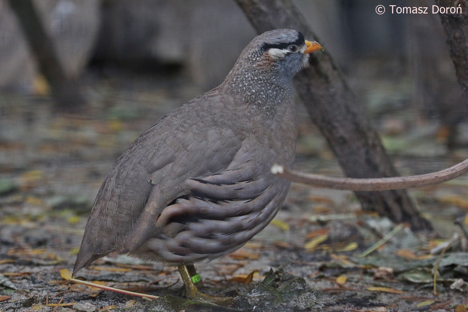 See-see Partridge (Ammoperdix griseogularis), male; October 2018