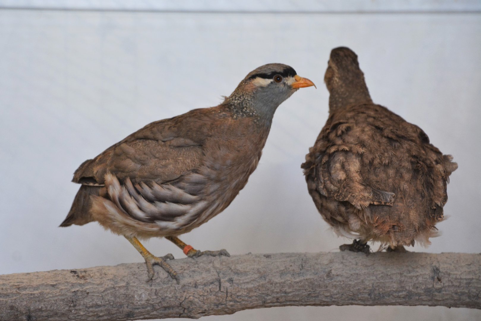 See-see partridge (Ammoperdix griseogularis)