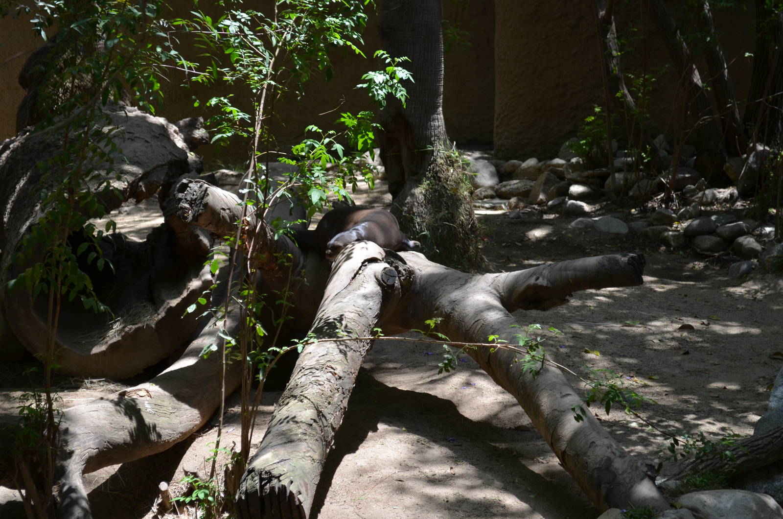 See The Giant Otter?