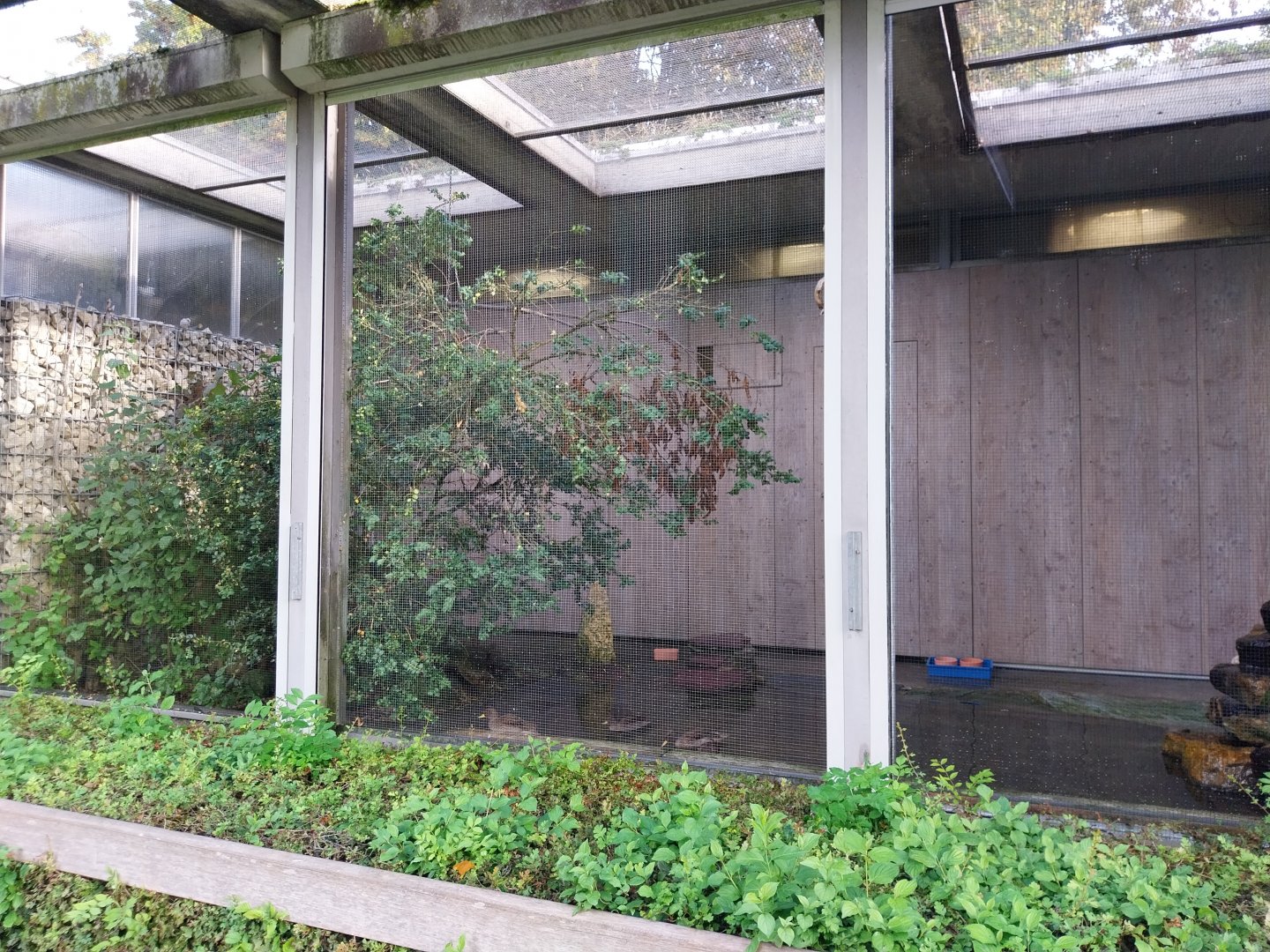 Seebach volière - Wetland aviary - Yellow-billed duck (?)