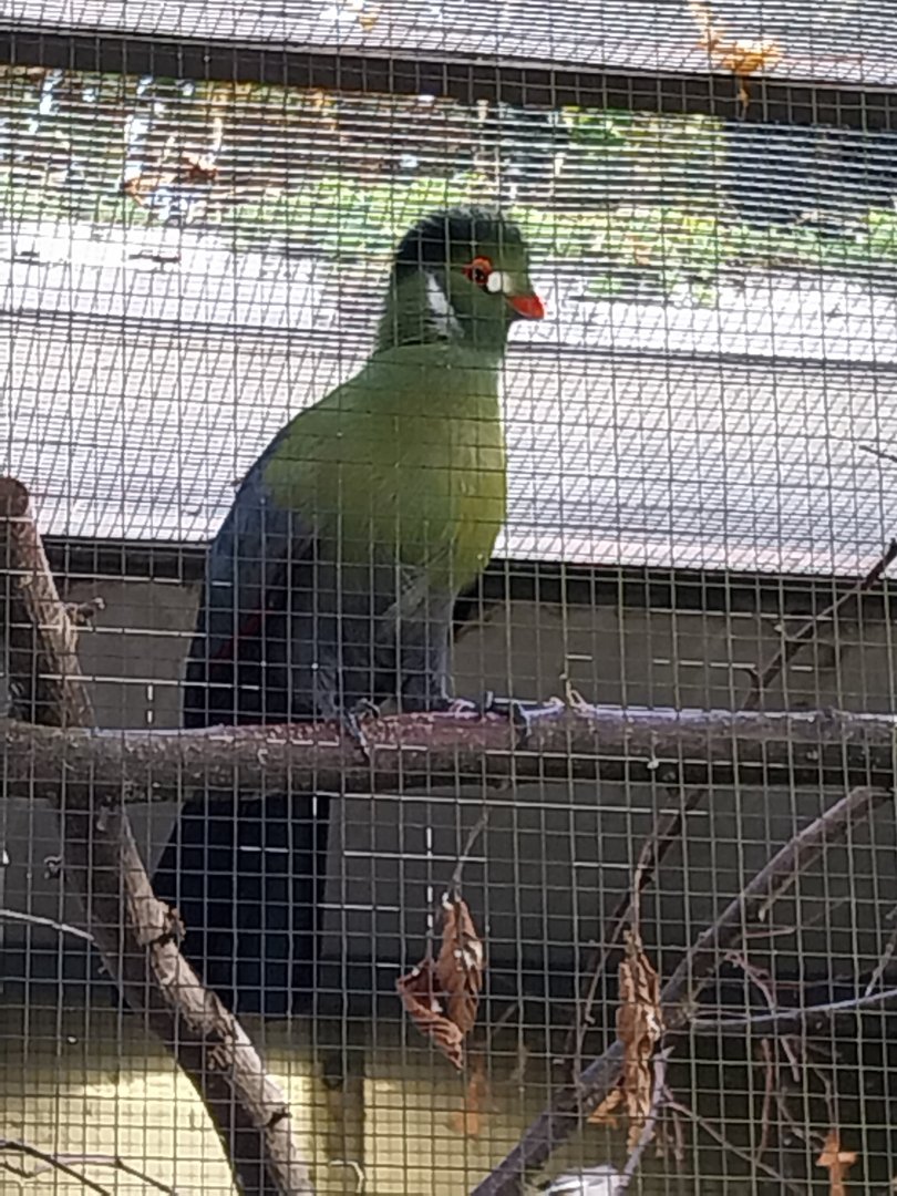 Seebach Volière - White-cheeked turaco (Menelikornis leucotis)