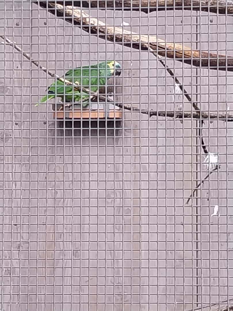 Seebach Volière - Yellow-crowned amazon (Amazona ochrocephala)