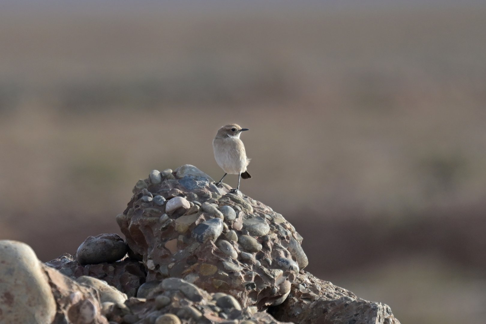Seebohm's Wheatear Oenanthe seebohmi