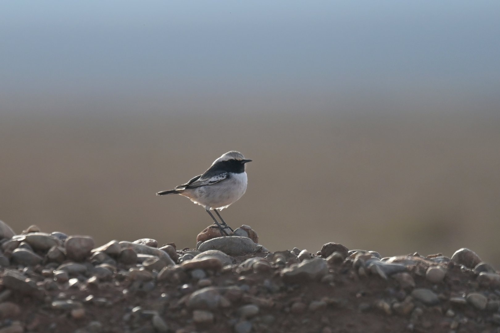 Seebohm's Wheatear Oenanthe seebohmi