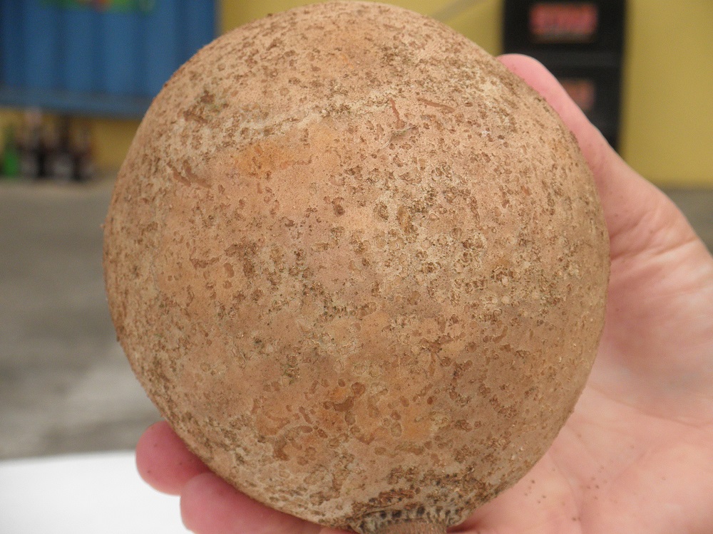 Seed of cannonball tree.  Trinidad