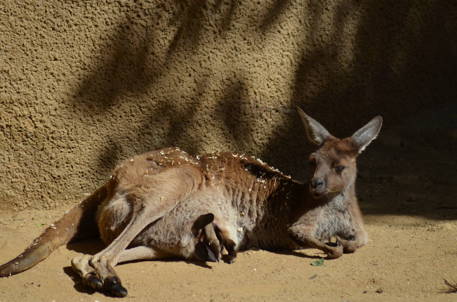 Seeking Comfort In The Pouch