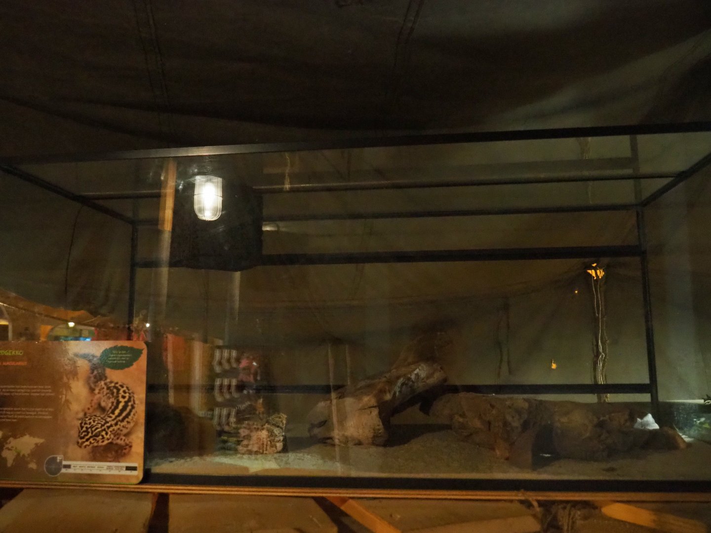 Seemingly disused terrarium leopard gecko, 2019-06-01