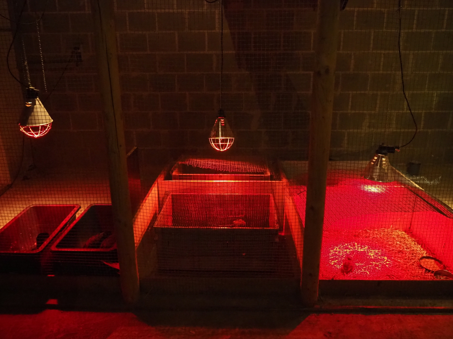 Seemingly improvised bird raising cages (Aug 28th, 2018)