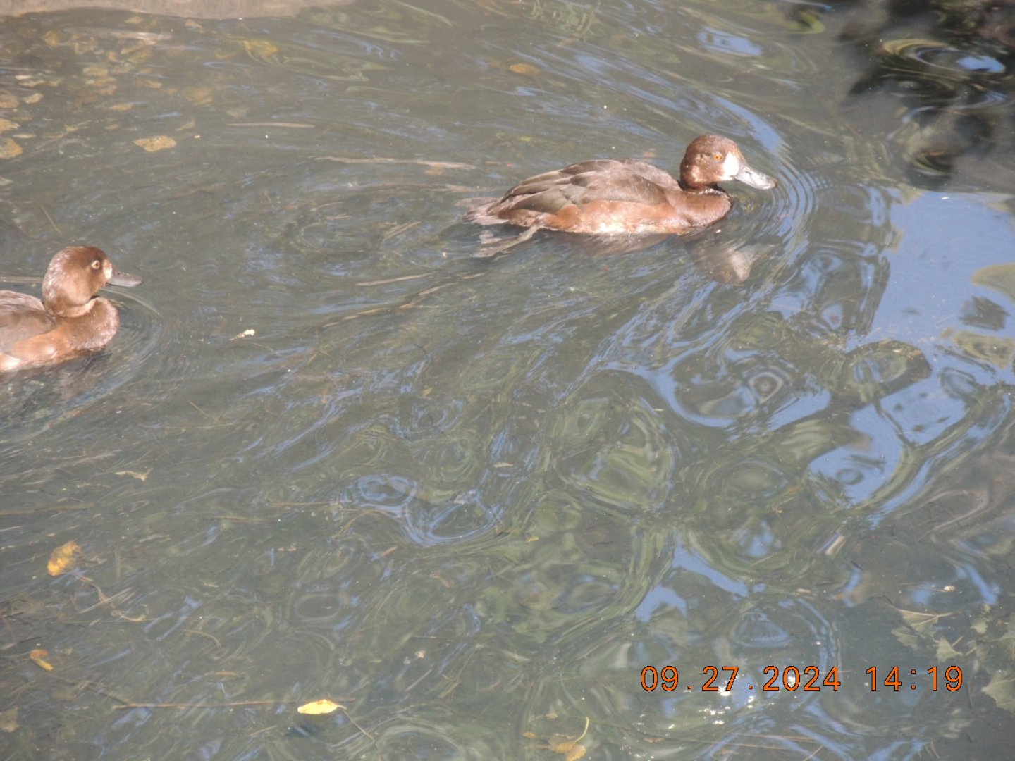 seen iin omaha zoo aviary
