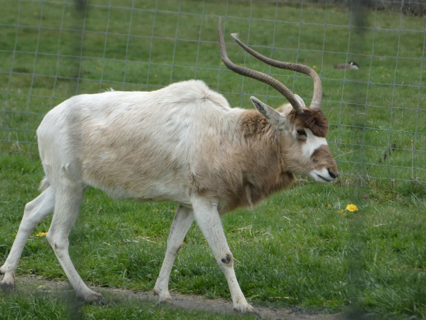 Seguara (Addax)