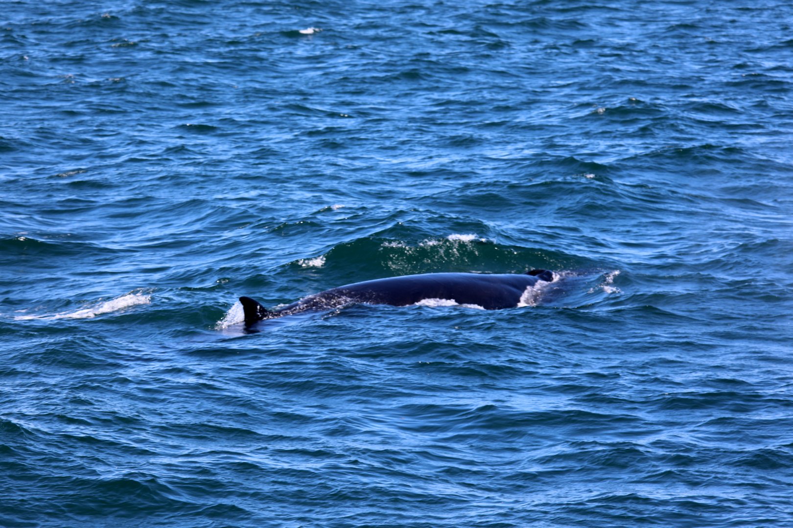 sei whale (Balaenoptera borealis)