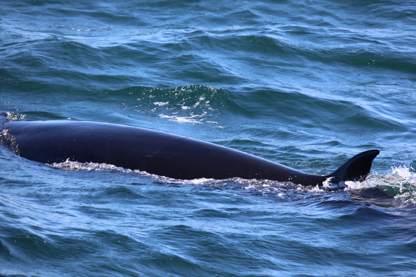 sei whale (Balaenoptera borealis)