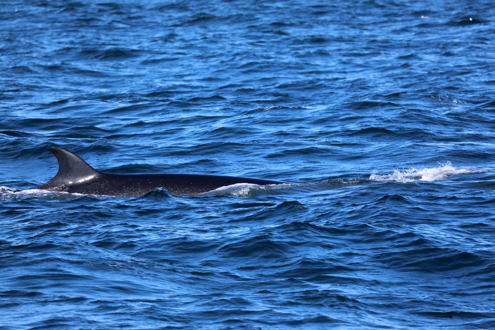 sei whale (Balaenoptera borealis)
