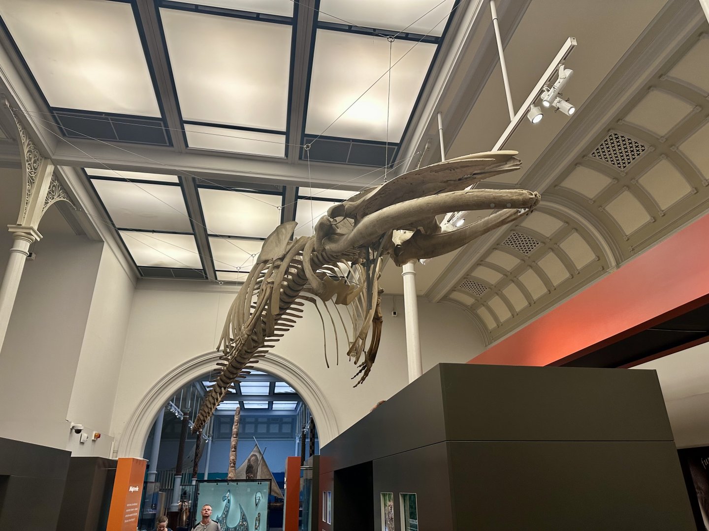 Sei whale (Balaenoptera borealis)