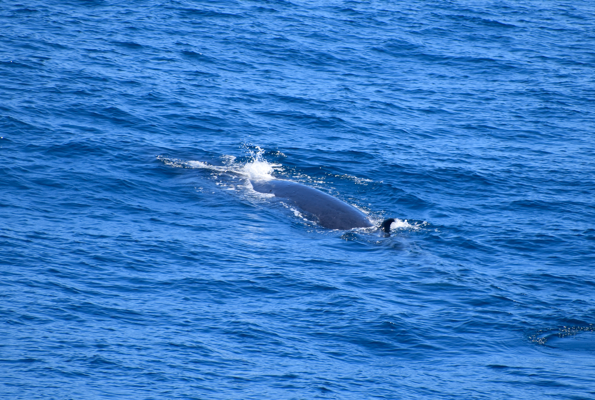 Sei Whale