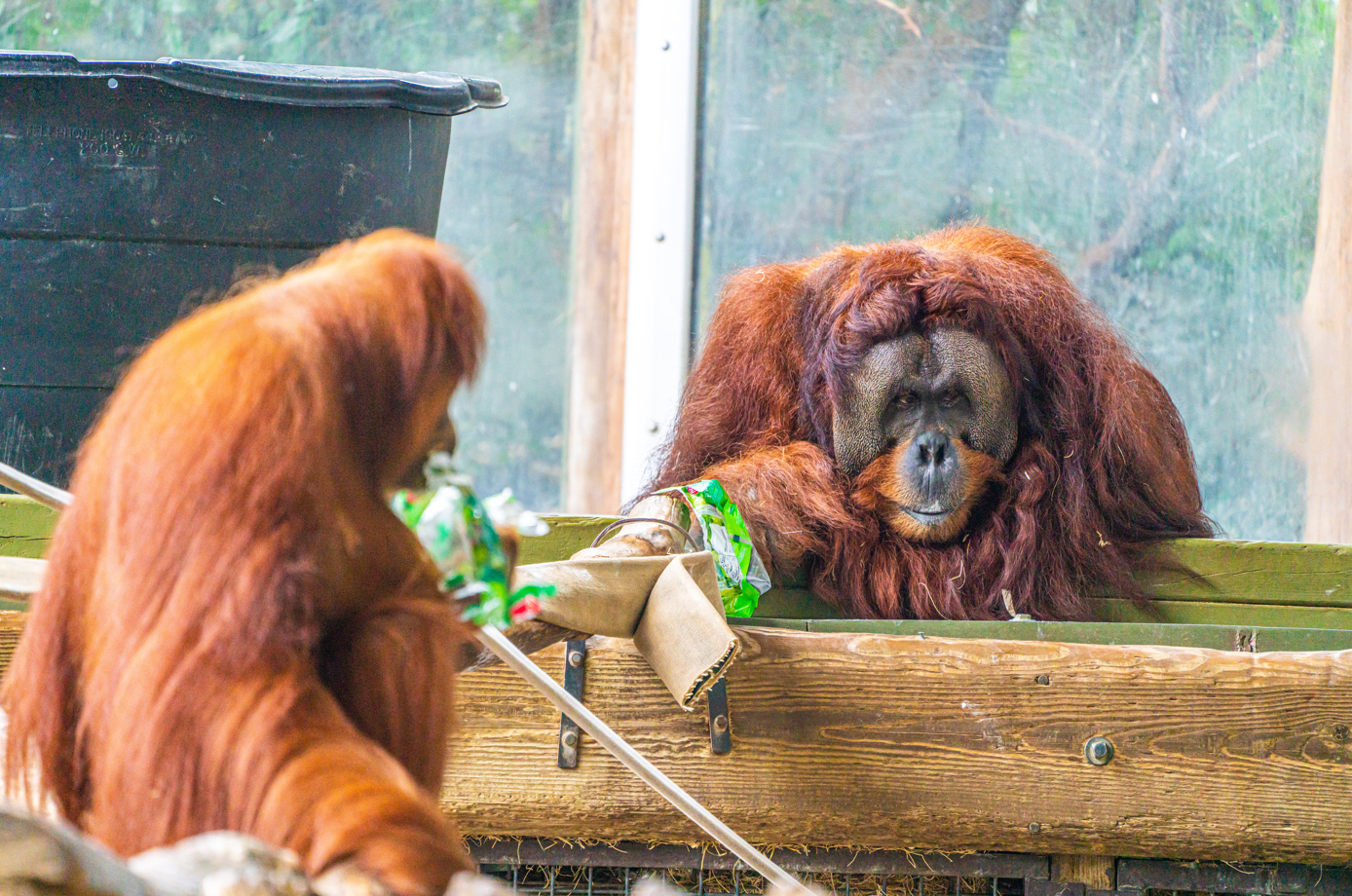 Sekali (left) & Budi (right) the Sumatran Orangutans