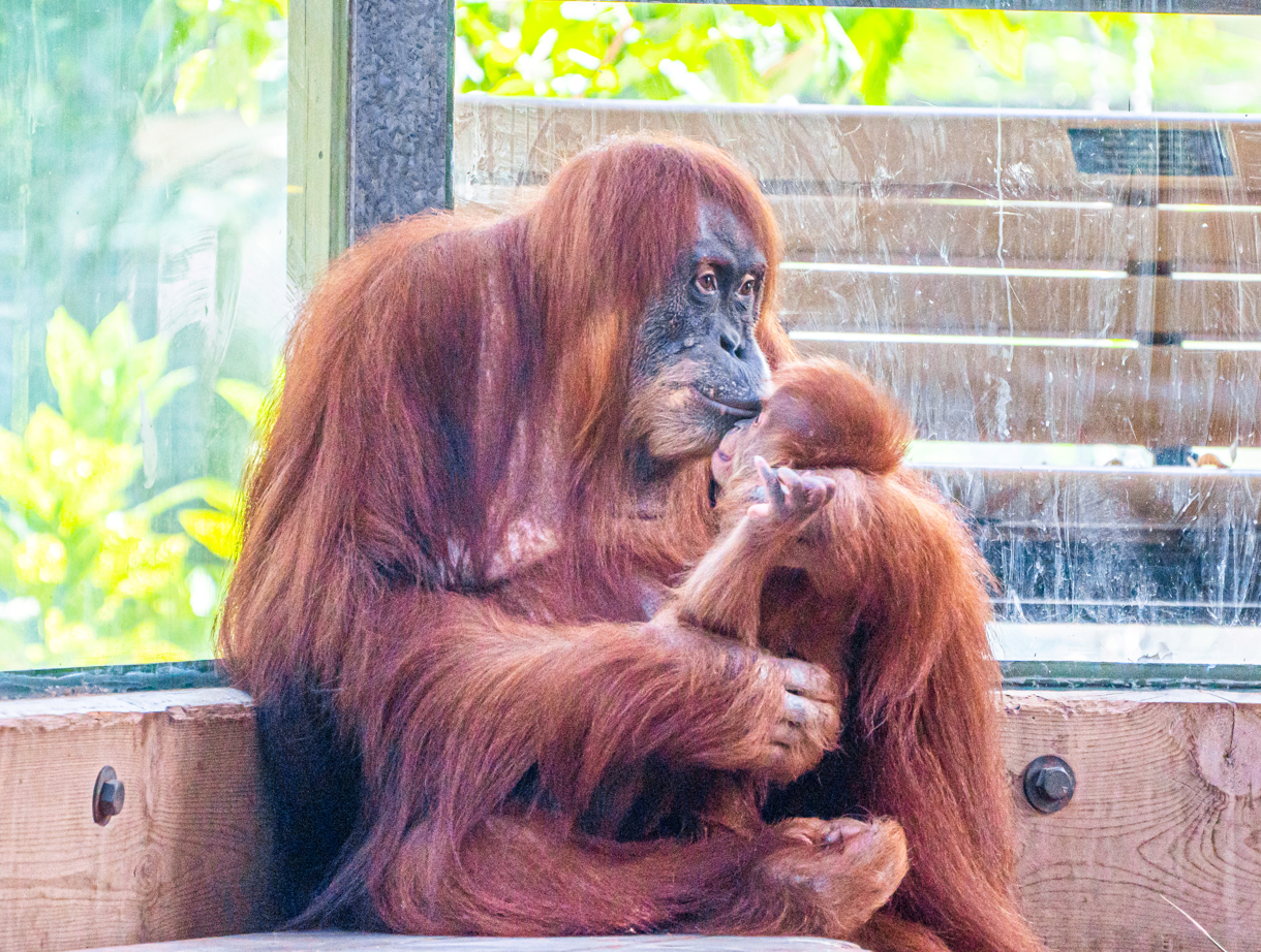 Sekali the female Sumatran Orangutan and her son