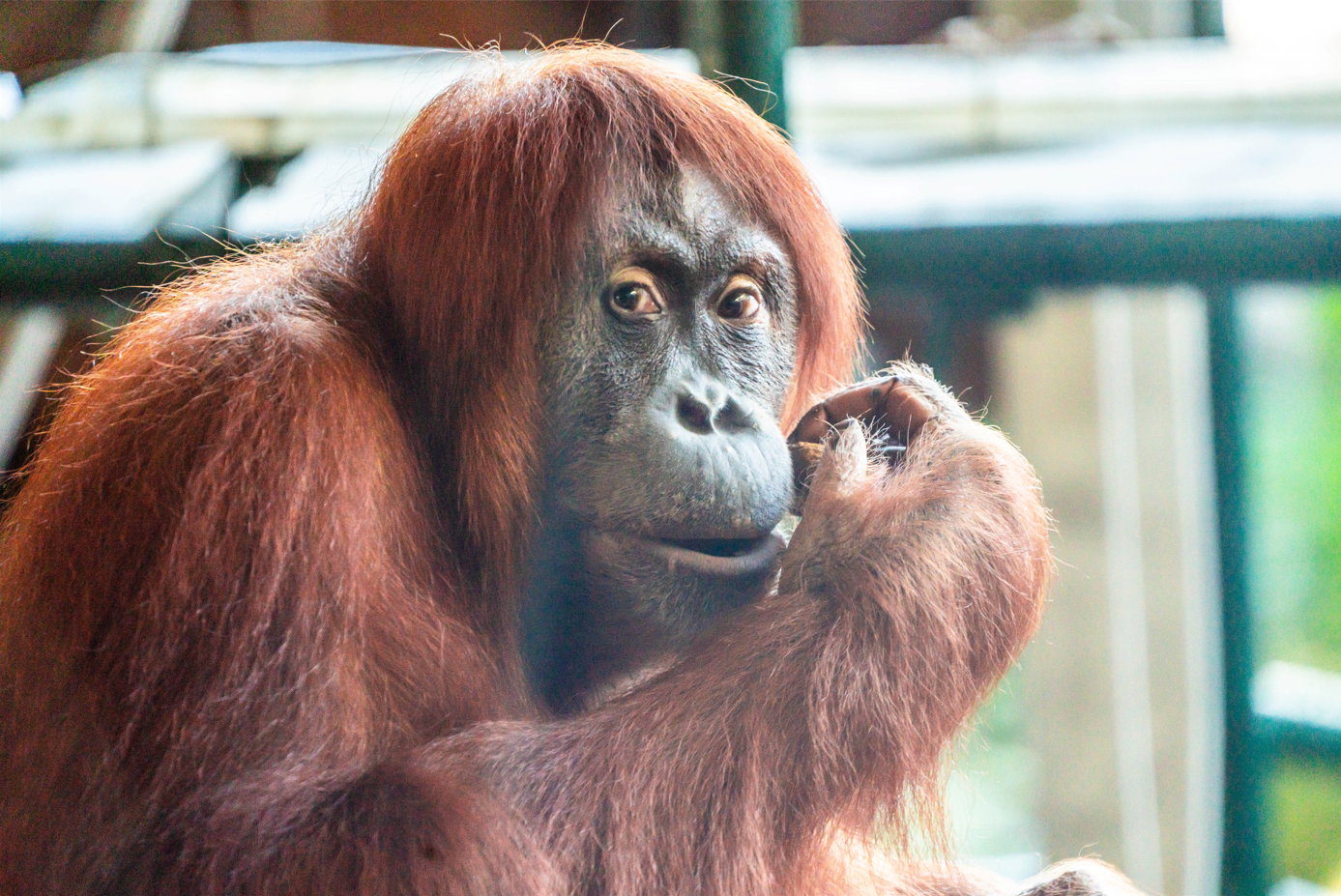 Sekali the female Sumatran Orangutan