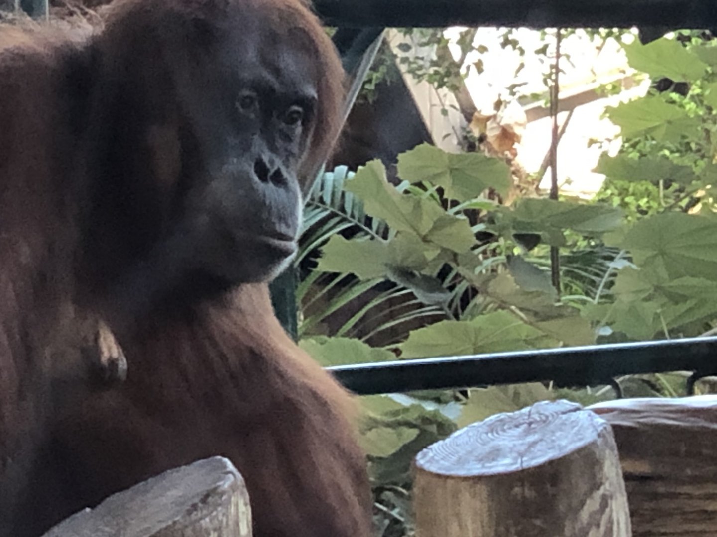Sekali the Orangutan