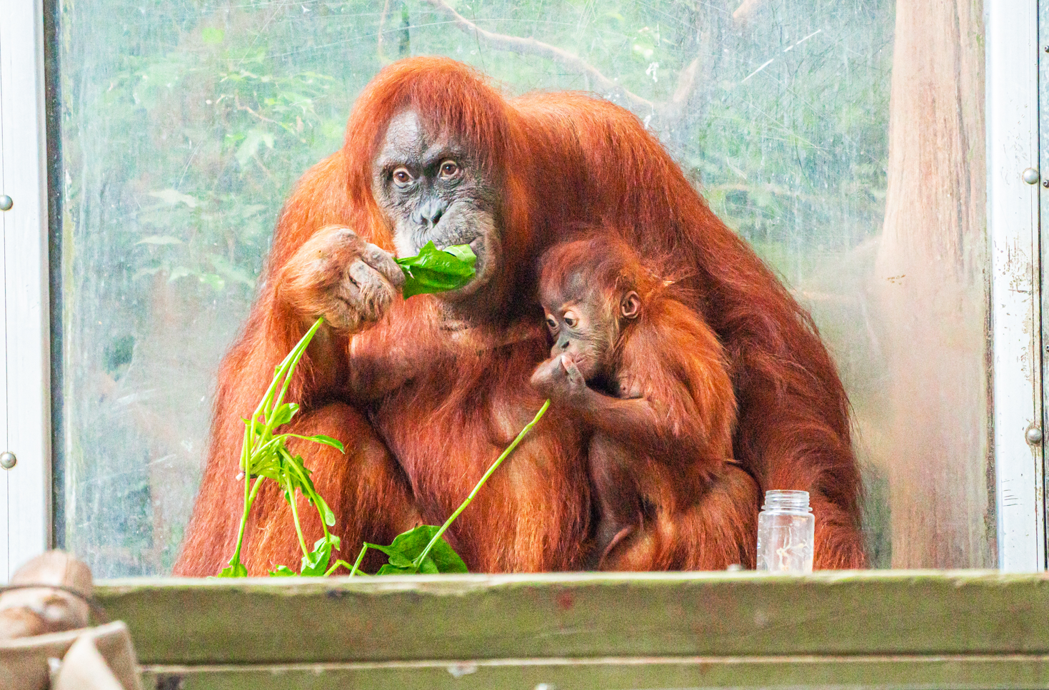 Sekali & Wali the Sumatran Orangutan mom and son