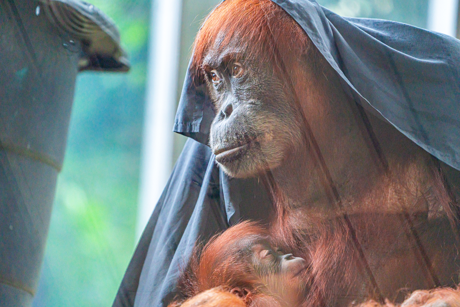 Sekali & Wali the Sumatran Orangutan mom and son