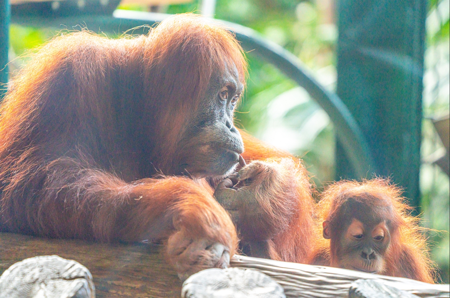Sekali & Wali the Sumatran Orangutan mother and son
