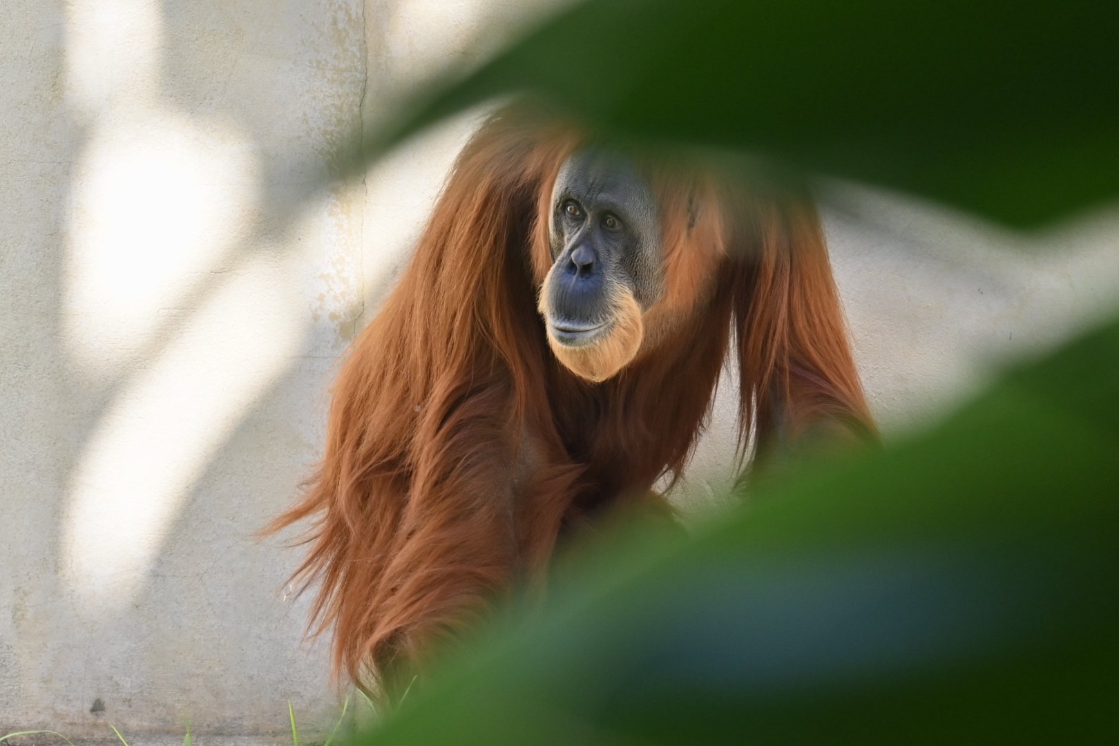 Sekera-Sumatran Orangutan-2025