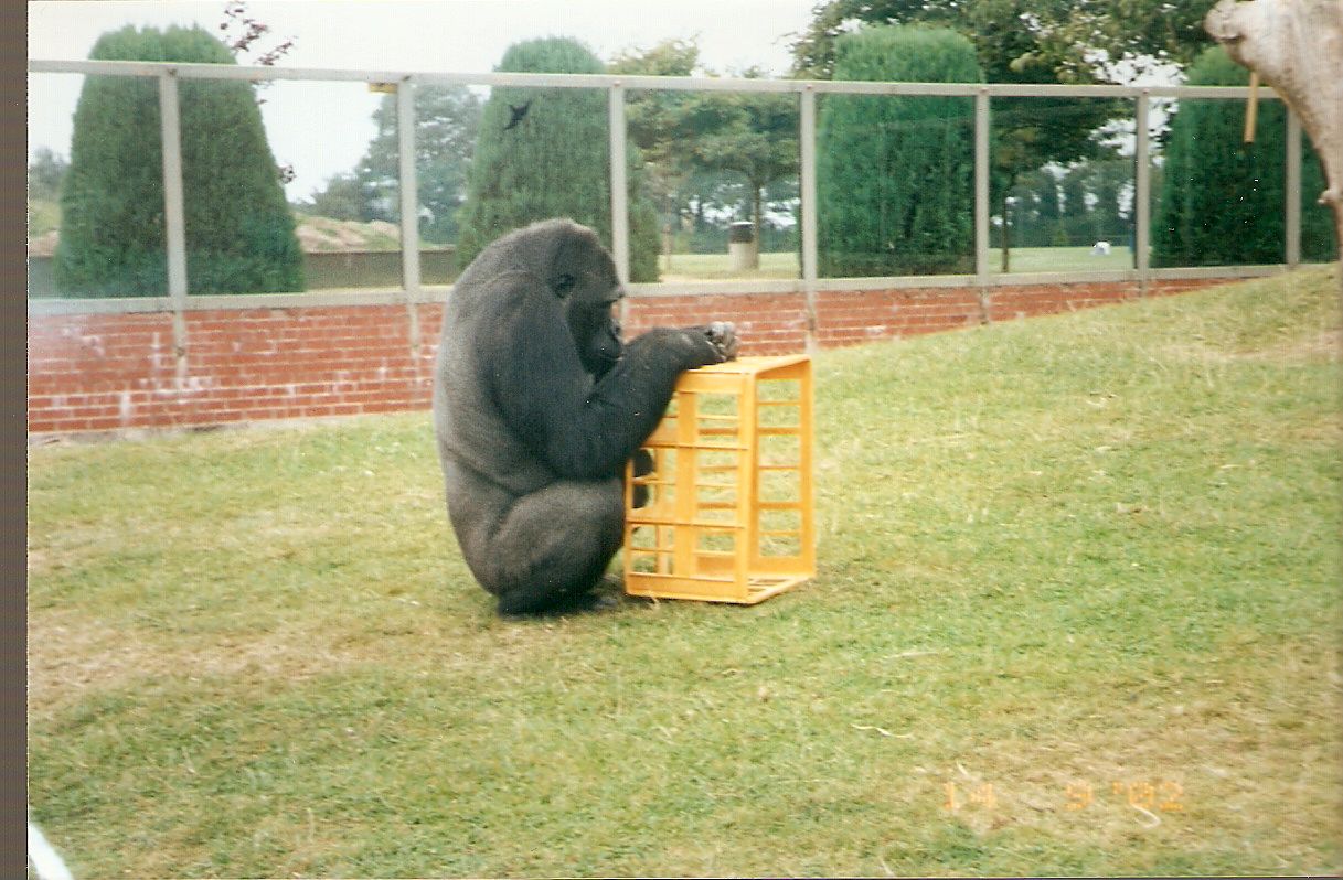 Sekondi the gorilla at Twycross Zoo, 14 September 2002