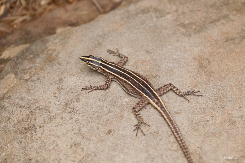 Sekukhune flat lizard (Platysaurus orientalis orientalis), female