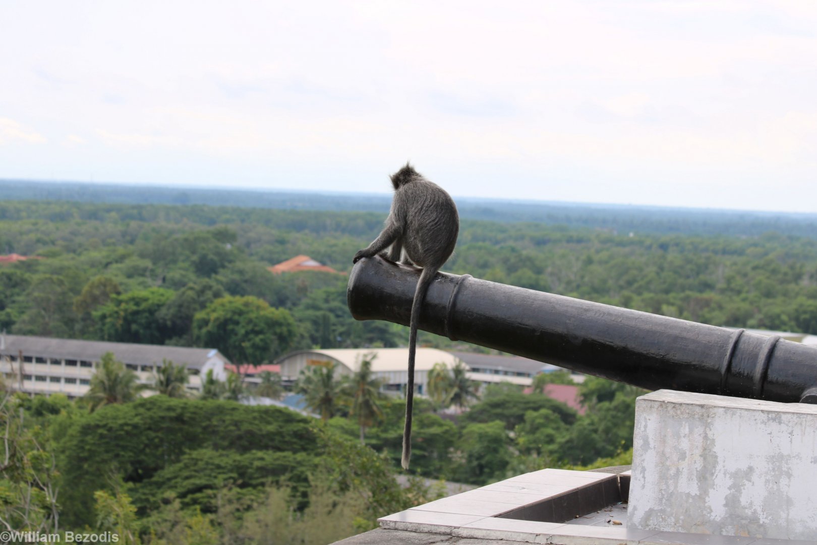 Selangor Silvered Langur Enjoying the View - Kuala Selangor