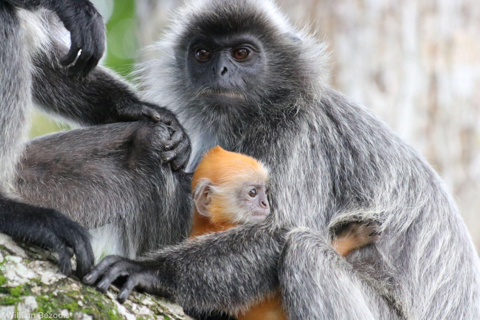 Selangor Silvered Langur Group - Kuala Selangor
