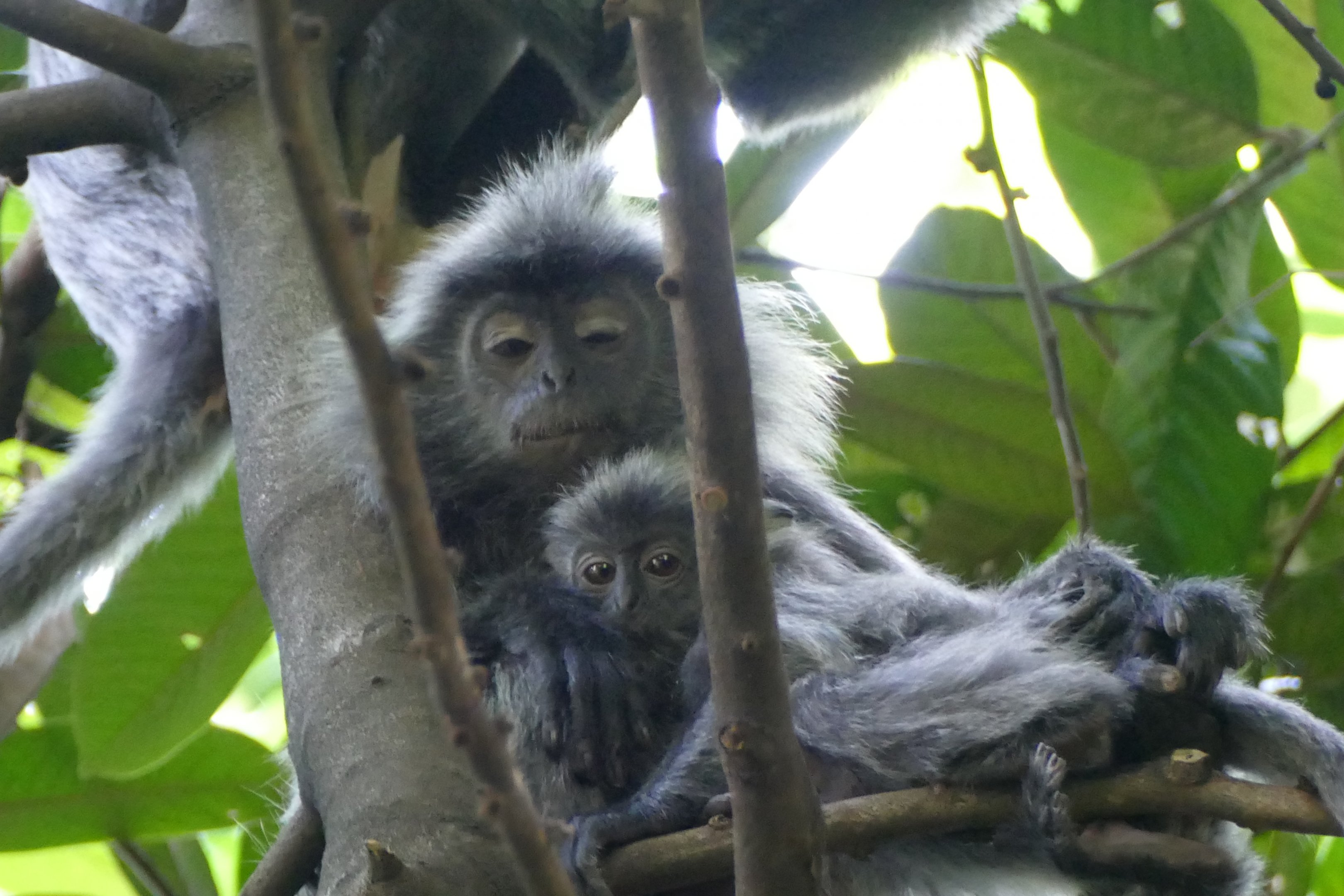 Selangor silvered langur - KL
