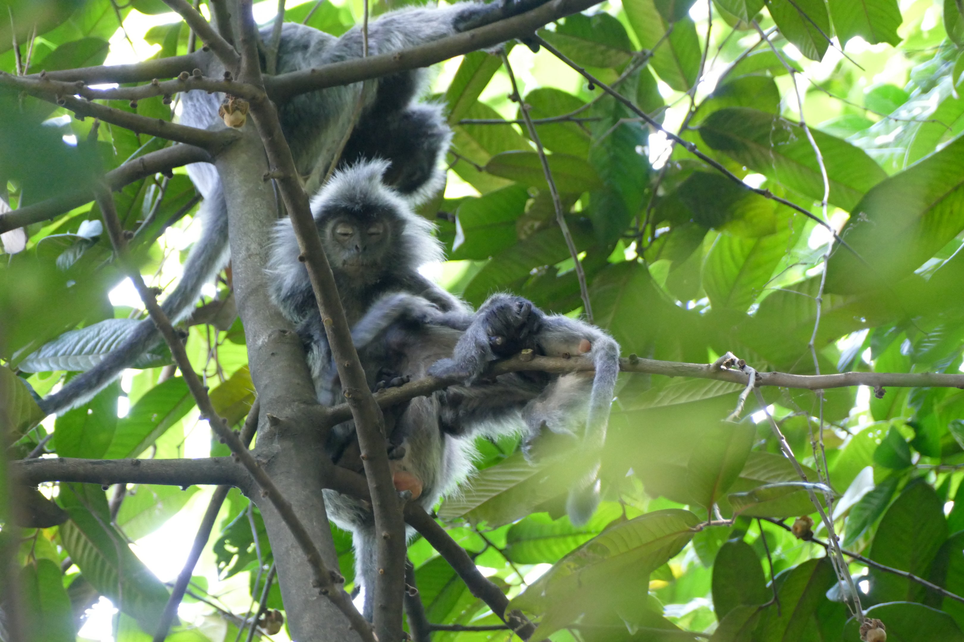 Selangor silvered langur - KL