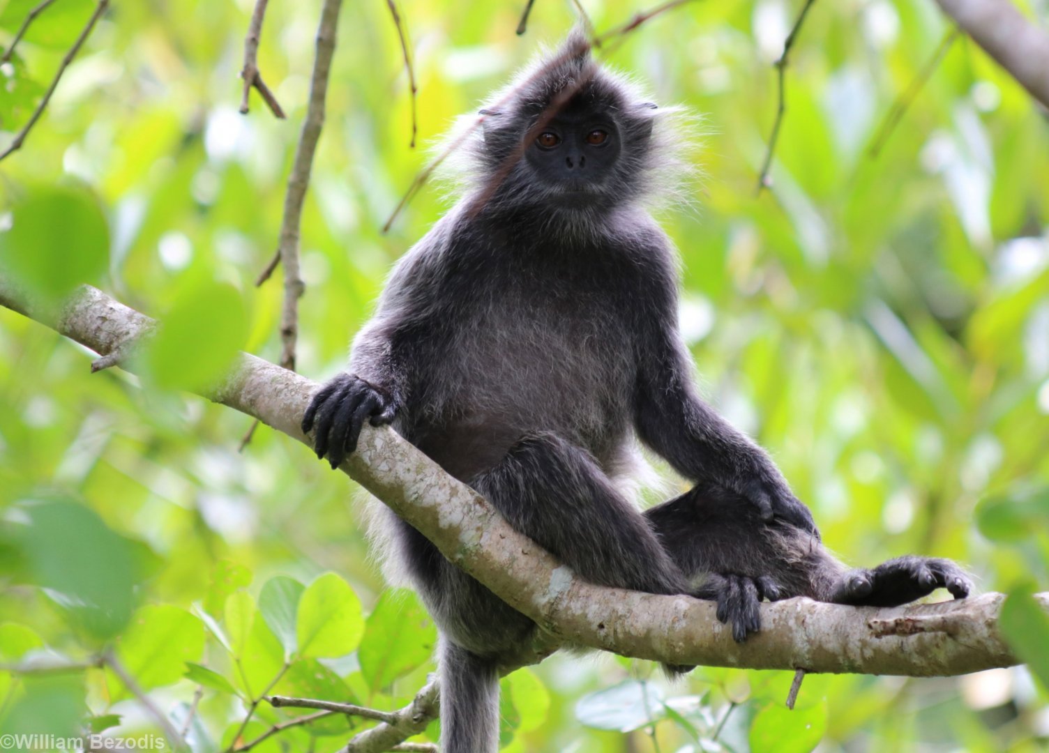 Selangor Silvered Langur - Kuala Selangor