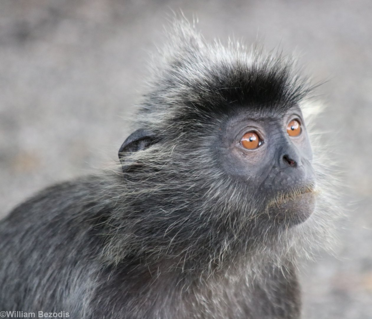Selangor Silvered Langur - Kuala Selangor