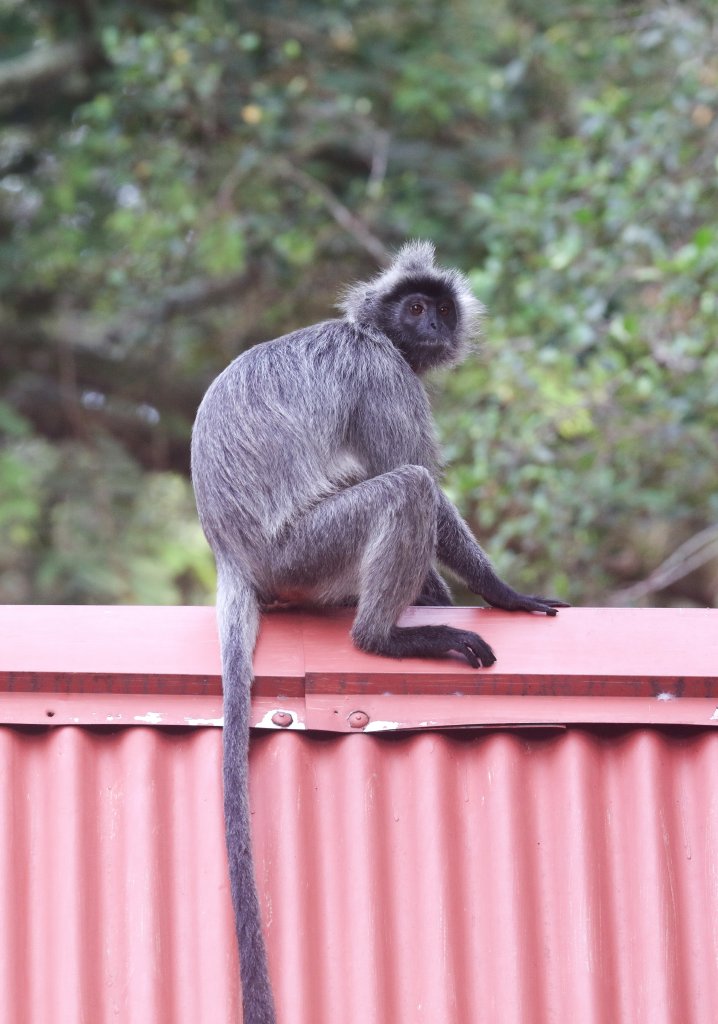 Selangor Silvered Langur