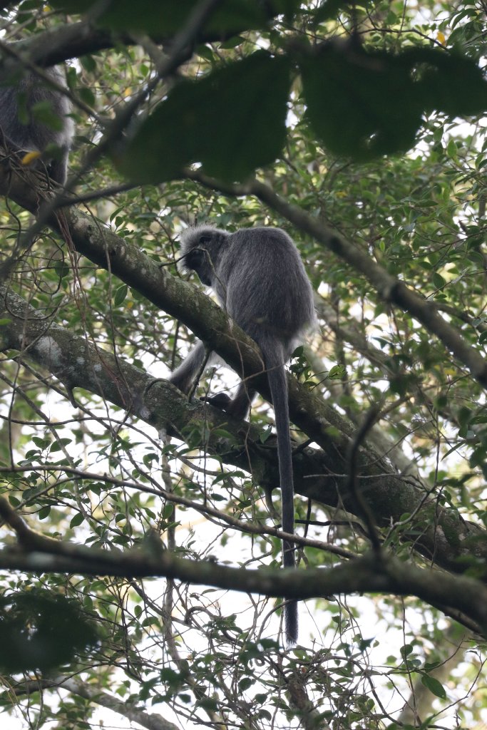 Selangor Silvered Langur